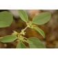 Croton monanthogynus (Euphorbiaceae) - inflorescence - whole - unspecified