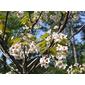 Tung Oil Tree {vernicia fordii}