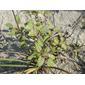 Croton punctatus; beach tea