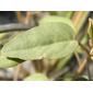 Croton punctatus leaf