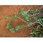 Jatropha cinerea