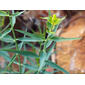 Leiteira-dentada // Serrated Spurge (Euphorbia serrata)