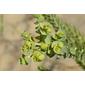 Morganheira-das-praias // Sea Spurge (Euphorbia paralias)