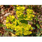 Leiteira-dentada // Serrated Spurge (Euphorbia serrata)