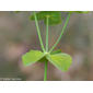 Leiteira-dentada // Serrated Spurge (Euphorbia serrata)