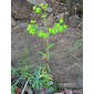 Alforba-brava // Grainfield Spurge (Euphorbia segetalis)