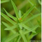 Titímalo-menor // Dwarf Spurge (Euphorbia exigua)